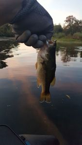 Largemouth Bass