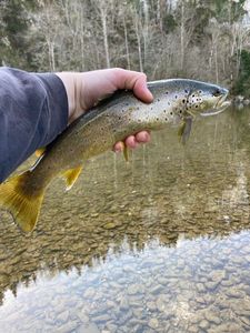Brown Trout