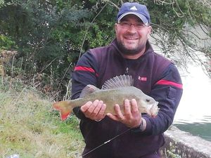 European Perch