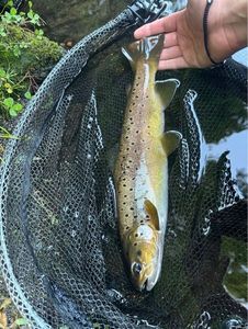 Brown Trout