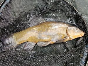 Tench