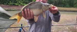 Leather Carp