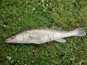Zander