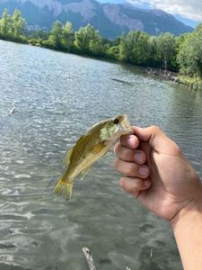 Smallmouth Bass