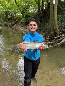 Rainbow Trout