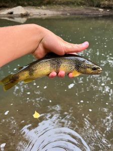 Brown Trout