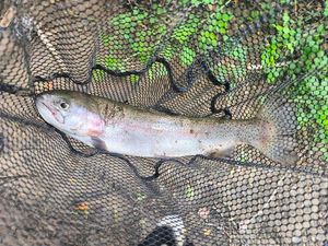 Rainbow Trout