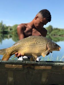 Common Carp