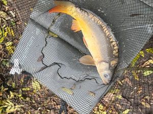 Leather Carp