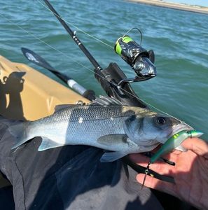 European Bass (Seabass)