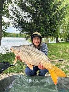 Common Carp