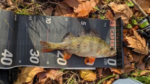 European Perch
