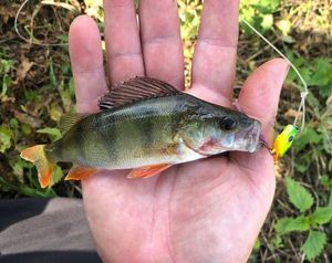 European Perch