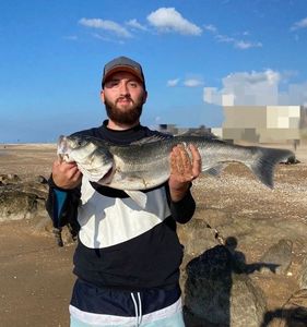 European Bass (Seabass)