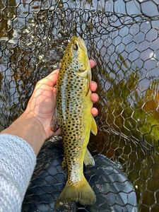 Brown Trout