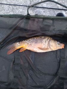 Mirror Carp