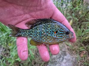 Green Sunfish