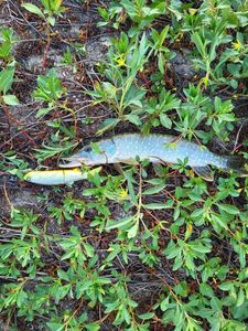 Northern Pike