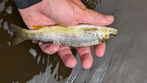 Brown Trout