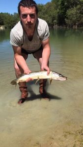 Northern Pike