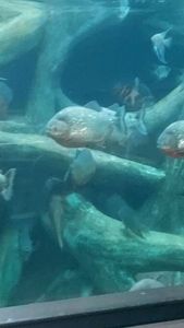 Red Piranha