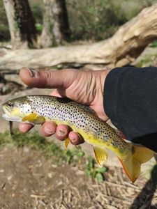 Brown Trout