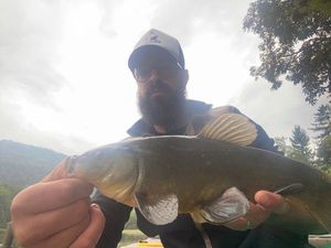 Tench