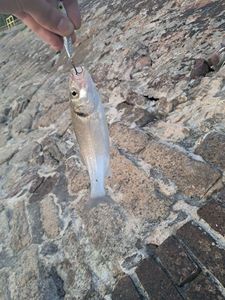 European Bass (Seabass)