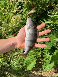 European Perch