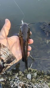 Black Bullhead