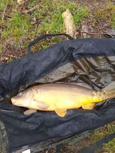 Mirror Carp