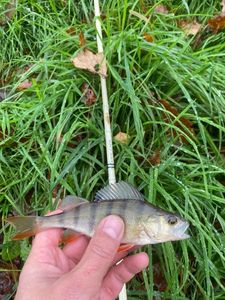 European Perch