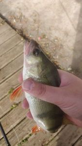 European Perch