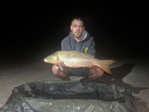 Common Carp