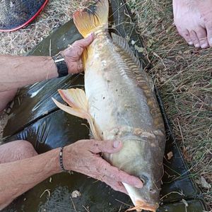 Mirror Carp