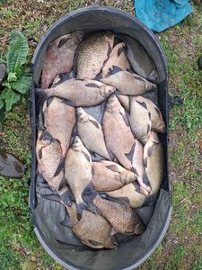 Crucian Carp