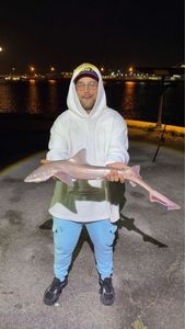 Lesser Spotted Dogfish (Small Spotted Catshark)