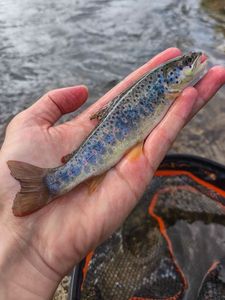Brown Trout