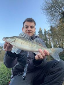 Zander