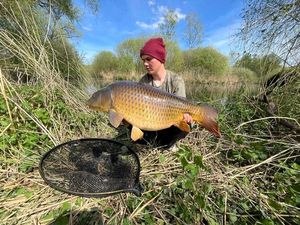 Common Carp