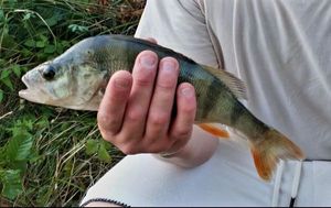 European Perch