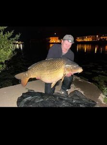 Common Carp