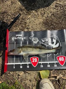 Zander