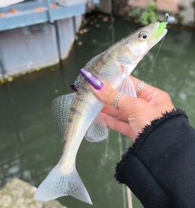 Zander