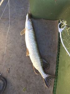 Northern Pike