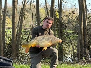 Common Carp