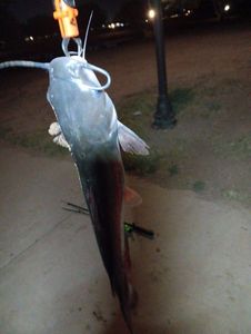 Blue Catfish