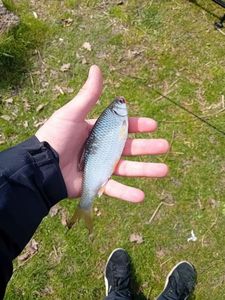 Roach
