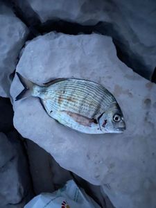 White Seabream