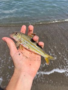Surmullet